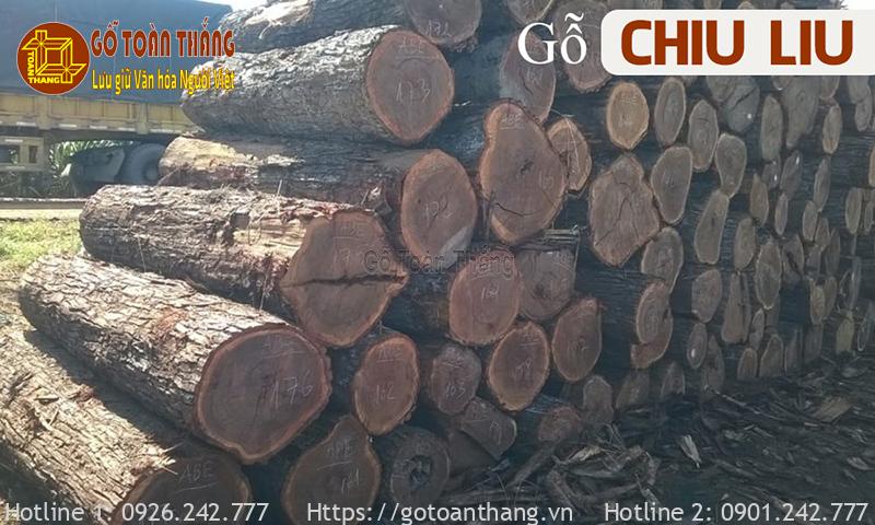 Gỗ Chiu Liu là loại gỗ khá phổ biến và rất được ưa chuộng tại Việt Nam 
