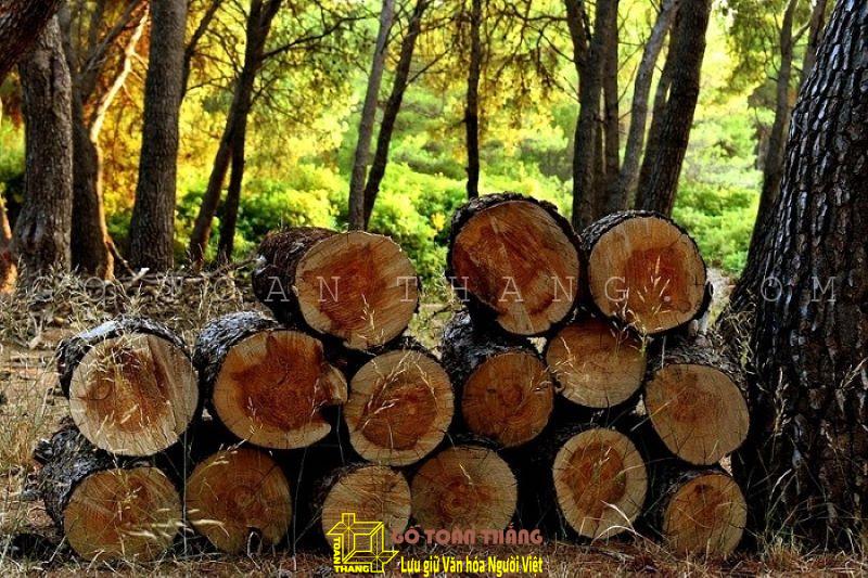 Bảng phân loại nhóm gỗ mới nhất hiện nay ở Việt Nam 13 Gỗ tự nhiên ở Việt Nam