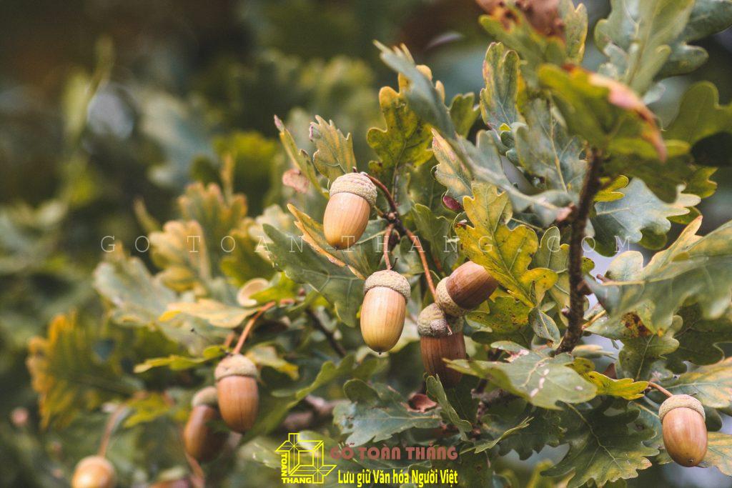 Đặc điểm và ứng dụng của Cây gỗ Sồi (Oak) trong nội thất 11 tina xinia 2o8a64Gznlo unsplash