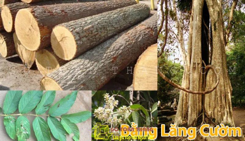 Khám phá gỗ bằng lăng - một nguồn nguyên liệu quan trọng trong đời sống 11 Bằng lăng ổi (hay bằng lăng cườm) là loại gỗ thuộc nhóm I trong danh mục các nhóm gỗ của Việt Nam