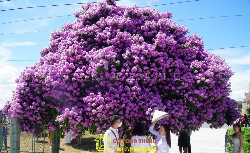 Khám phá gỗ bằng lăng - một nguồn nguyên liệu quan trọng trong đời sống 12 Sắc tím đặc trưng và tán hoa rậm rạp của bằng lăng tím rất thích hợp để làm cây cảnh