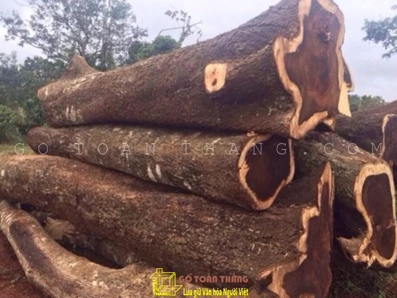 Gỗ Chiu Liu: Đặc điểm, phân loại, ứng dụng trong thi công nội thất 7 Gỗ chiu liu - một loại gỗ khá phổ biến và rất được ưa chuộng tại Việt Nam