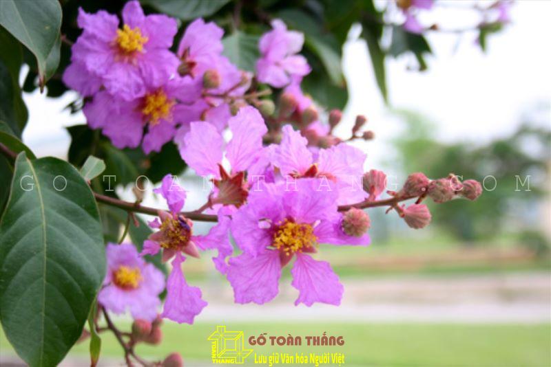 Khám phá gỗ bằng lăng - một nguồn nguyên liệu quan trọng trong đời sống 10 Bằng lăng có hoa mang màu tím hồng đặc trưng rất dễ nhận dạng