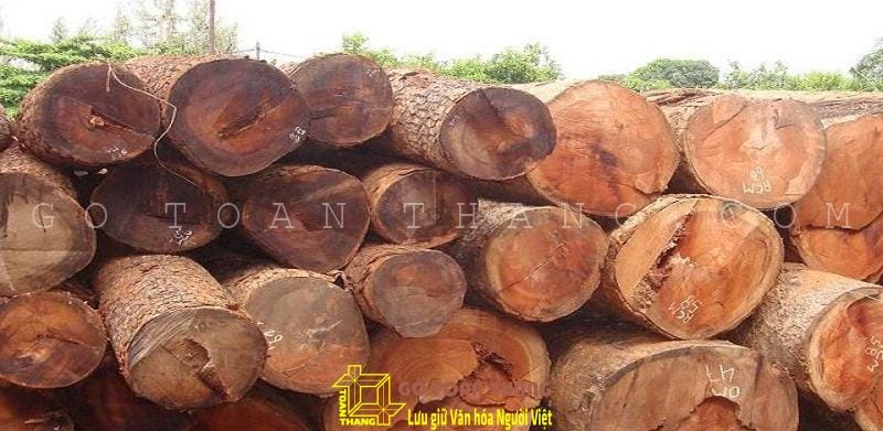 Gỗ gõ đỏ - loại cây gỗ chất lượng và vô cùng kinh tế 13 Gỗ cây gõ đỏ được xếp vào nhóm các loại gỗ quý hiếm ở Việt Nam