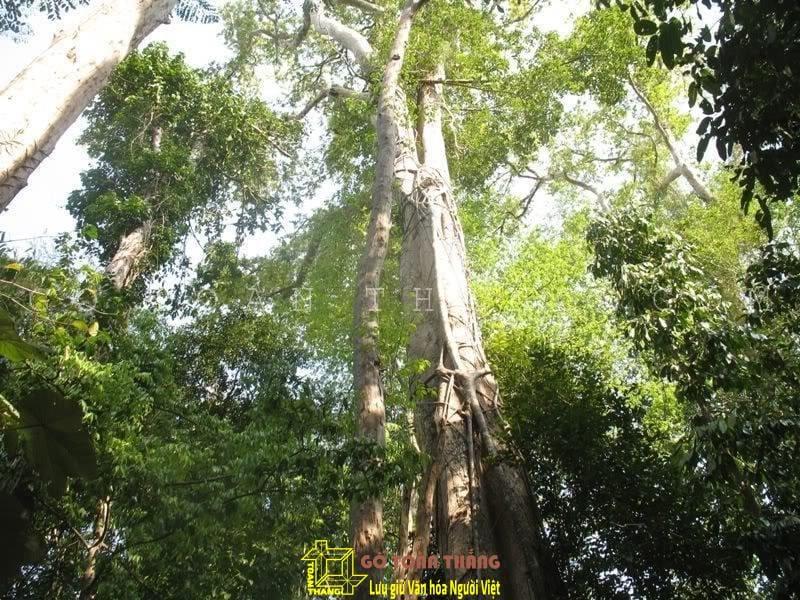 Gỗ gõ đỏ - loại cây gỗ chất lượng và vô cùng kinh tế 11 Cây gõ đỏ phân bố ở nhiều tỉnh thành tại Việt Nam