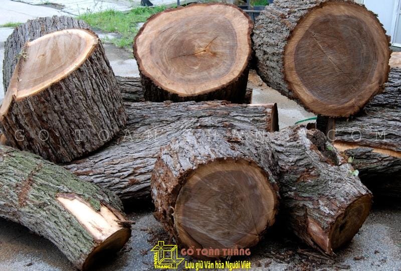 Gỗ óc chó - những điều bạn chưa biết 11 Ở Việt Nam có một số tỉnh cũng trồng cây óc chó nhưng số lượng không nhiều