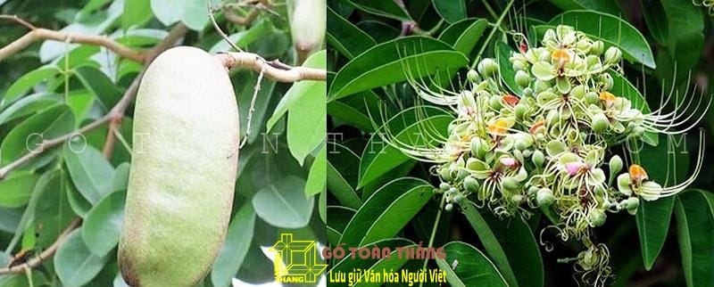 Gỗ gõ đỏ - loại cây gỗ chất lượng và vô cùng kinh tế 10 Quả và hoa của cây gõ đỏ